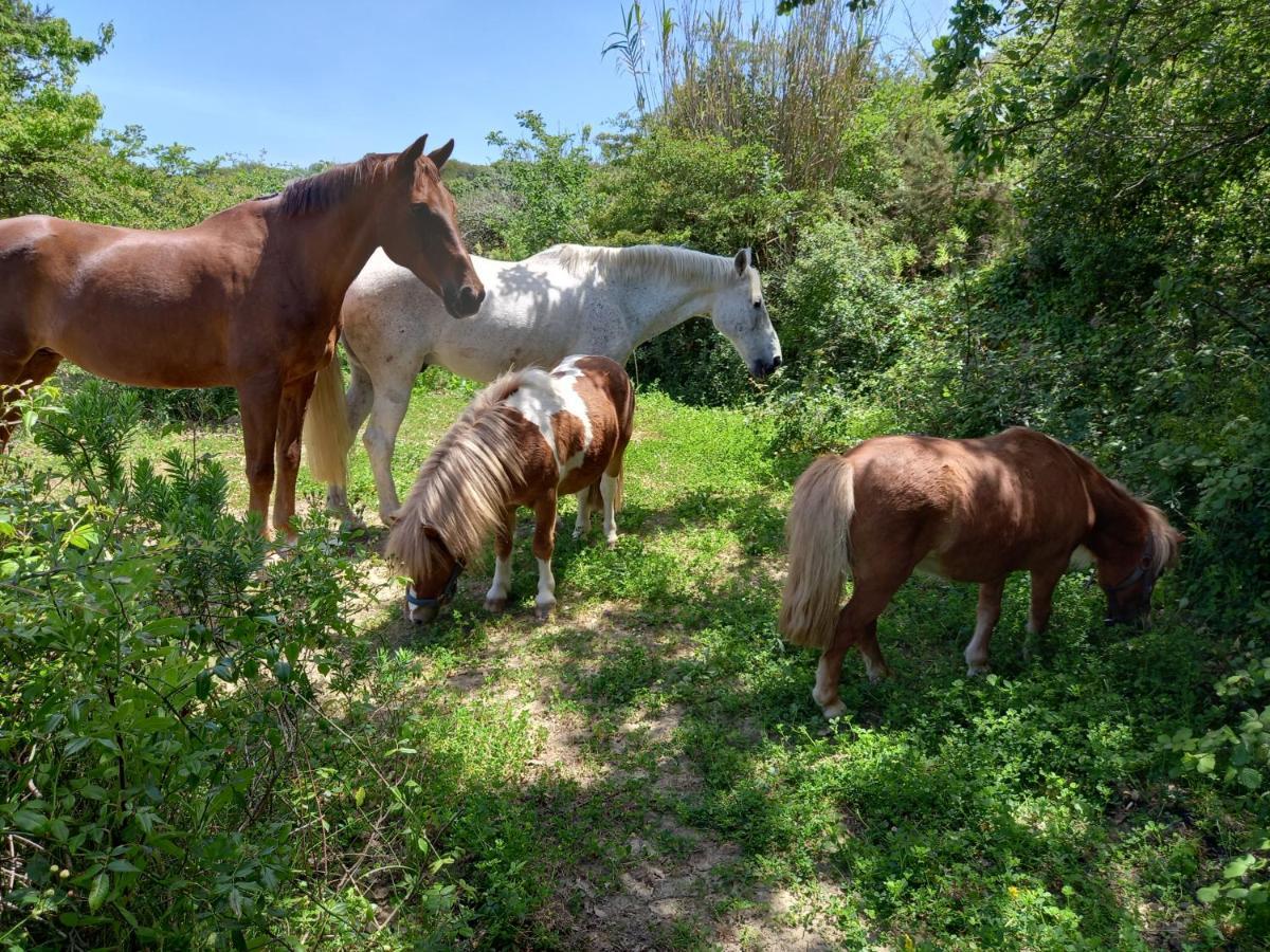 Casinha Da Lareira - Quintinha Dos Cavalos- Arruda Dos Vinhos Eksteriør bilde
